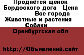 Продаётся щенок Бордоского дога › Цена ­ 37 000 - Все города Животные и растения » Собаки   . Оренбургская обл.